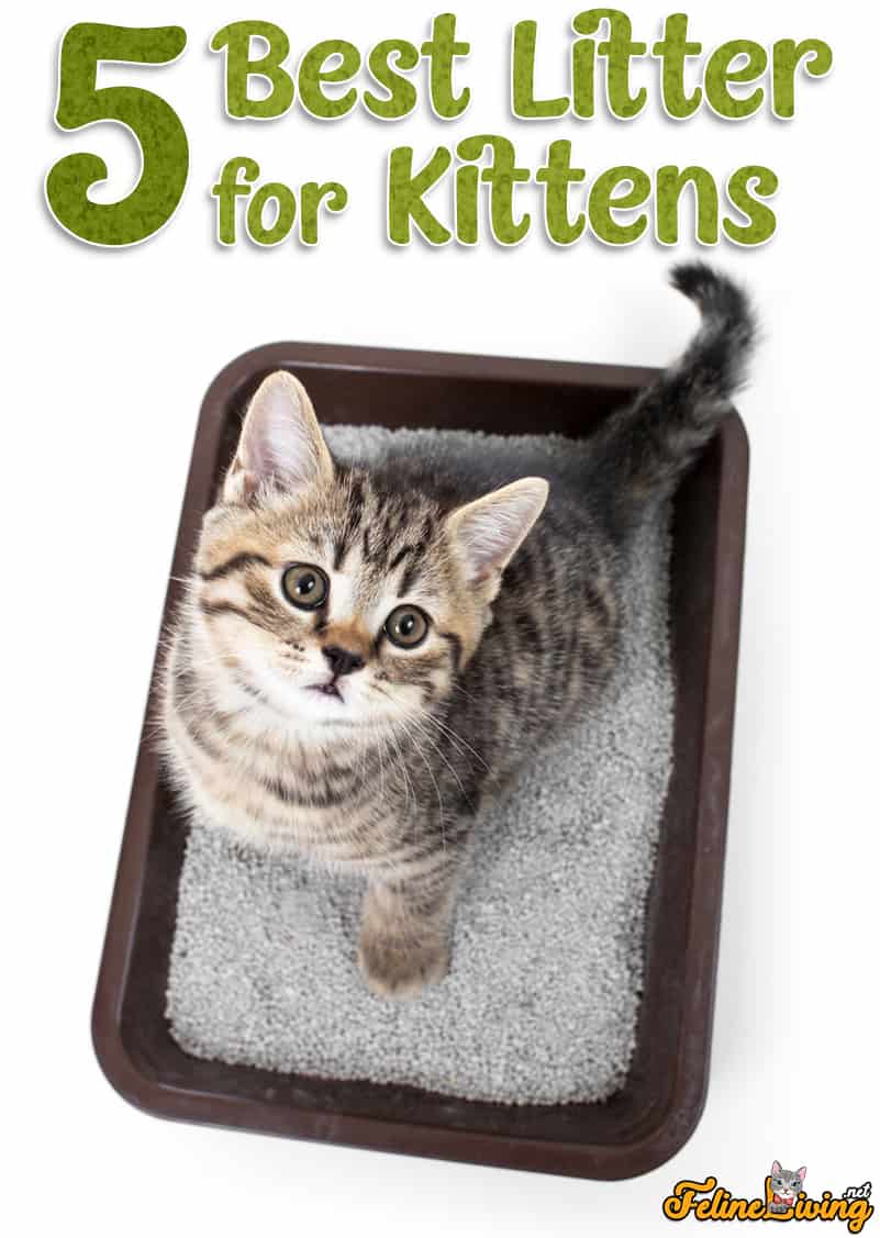 Top 5 Beste nest voor kittens [2022 Buyer’s Guide & Reviews]