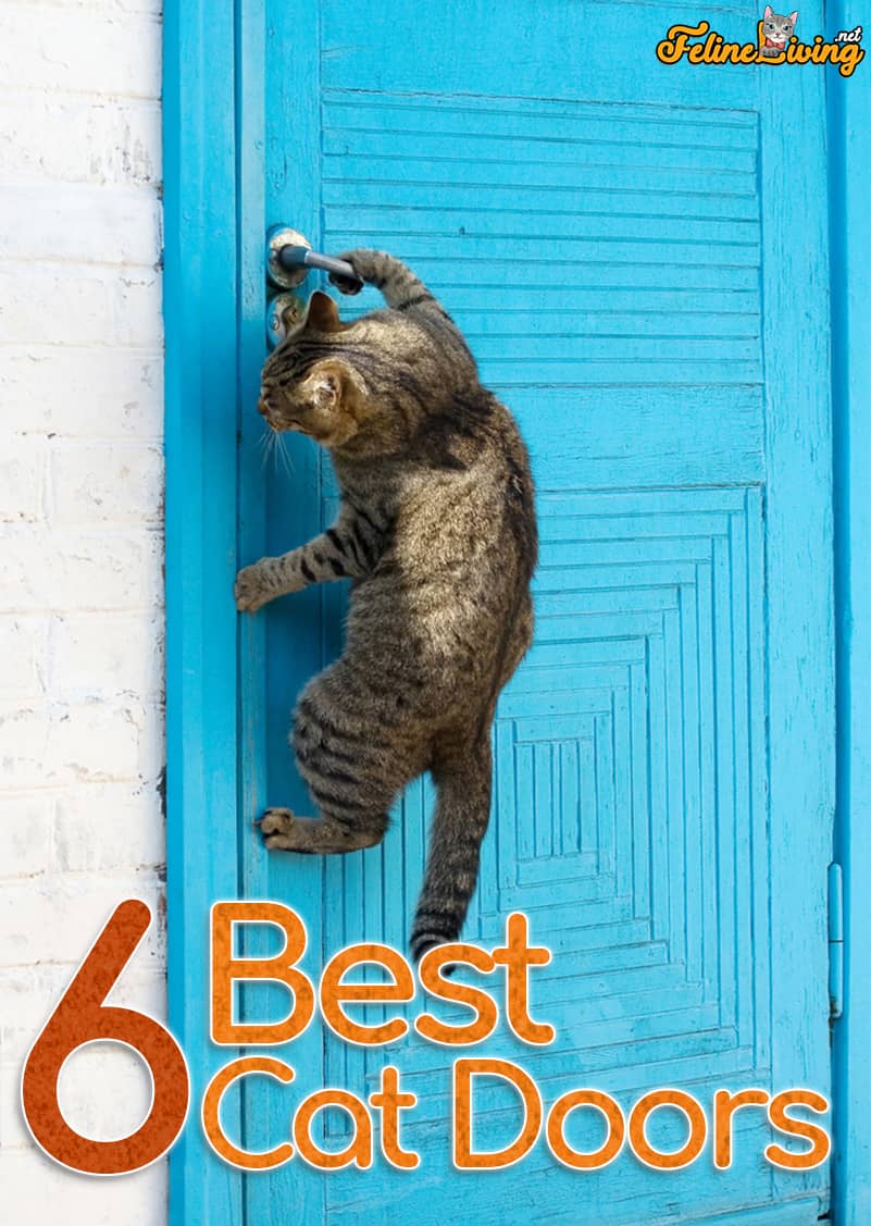 Top 6 beste beoordelingen voor kattendeuren 2022: uitgebreide kopersgids