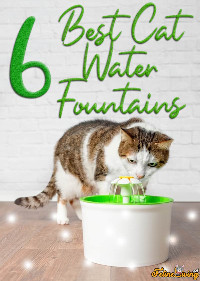 Beste kattenwaterfontein: 6 topmerken onthuld!