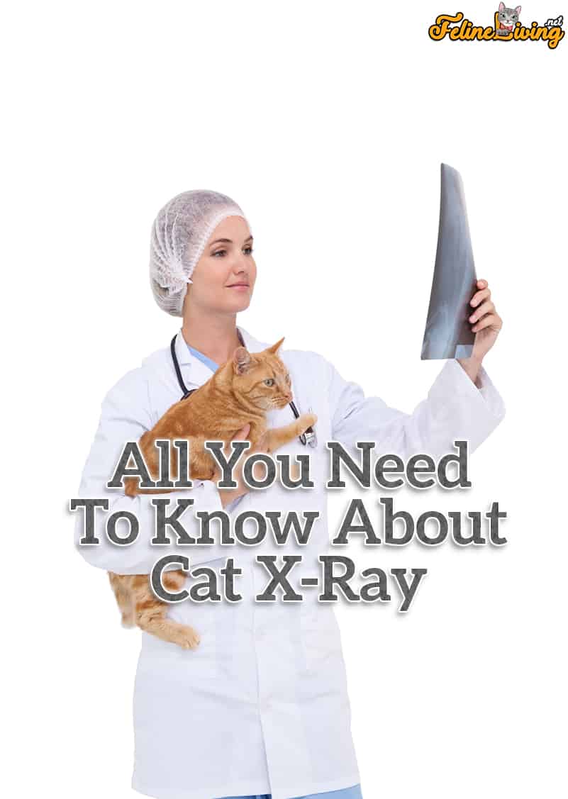 Cat X Ray: alles wat u moet weten