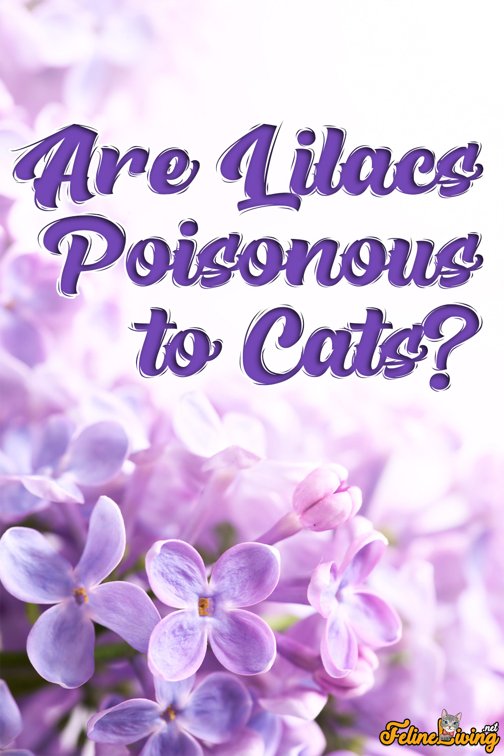 Zijn seringen giftig voor katten? Alles wat u moet weten