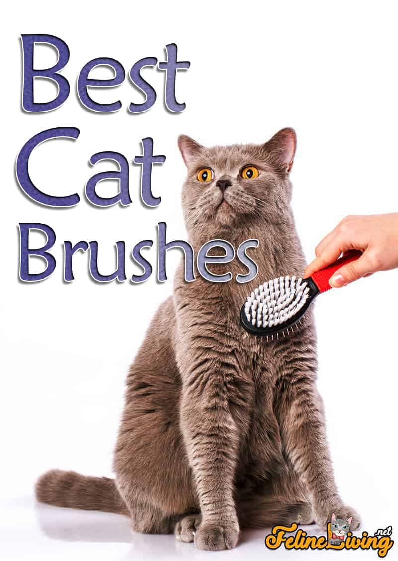 De beste kattenborstels van 2022: voor gezonde en mooi verzorgde katten