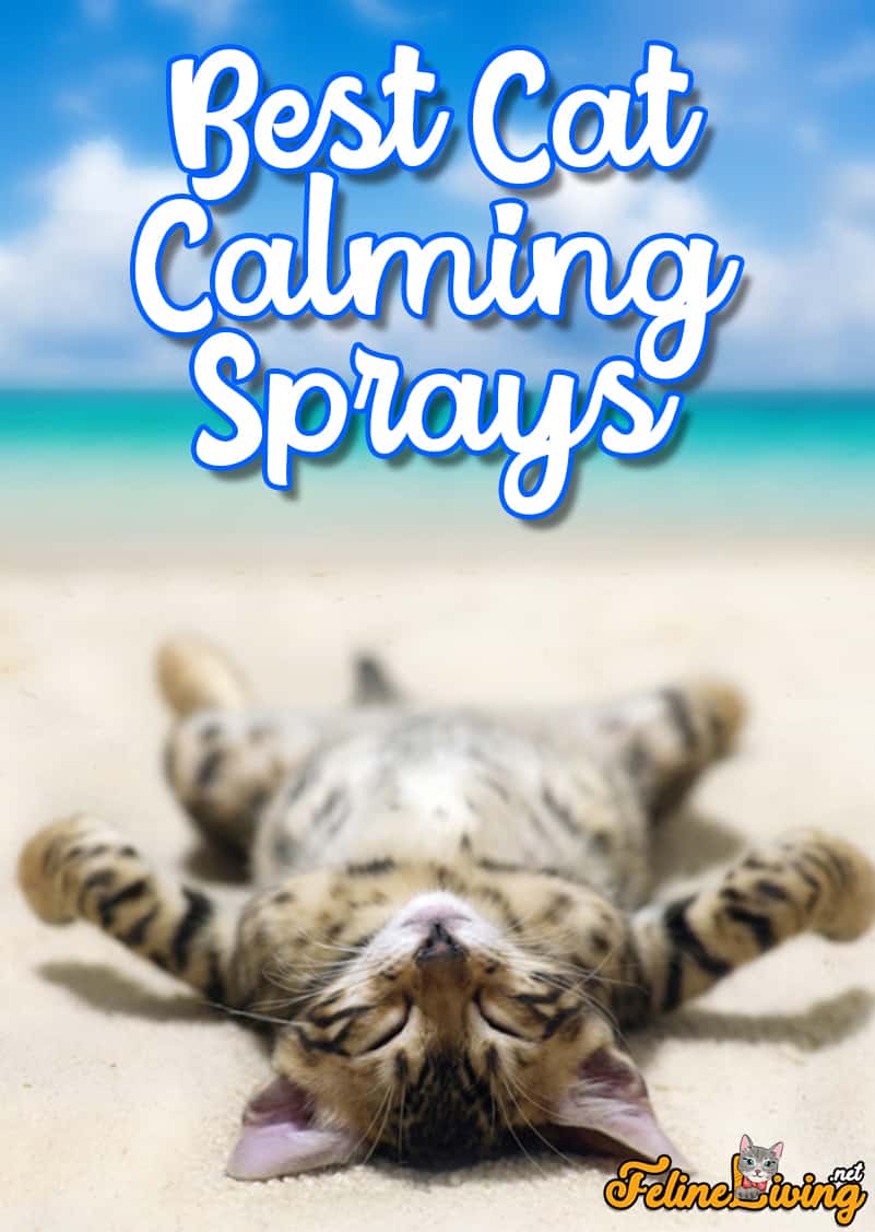 6 Beste katten kalmerende spray in 2022: een kopersgids en beoordeling