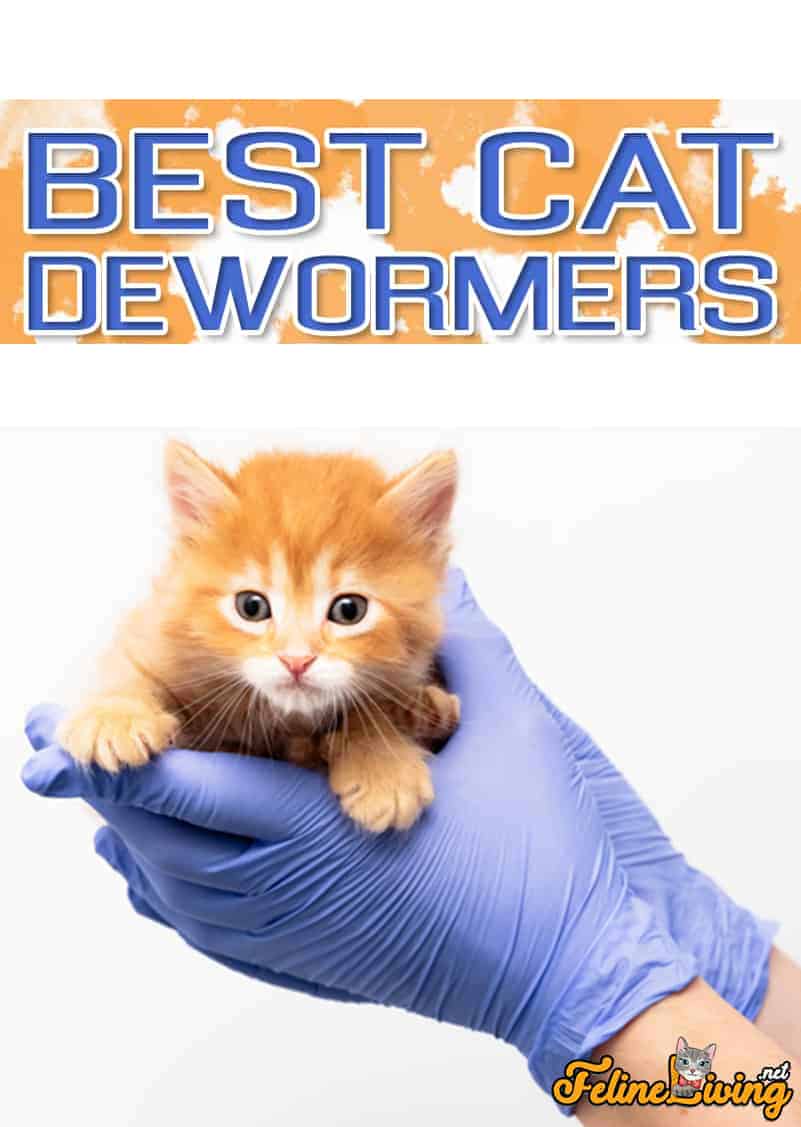 Top 5 Beste Kattenontwormer [2022 Buyer’s Guide]