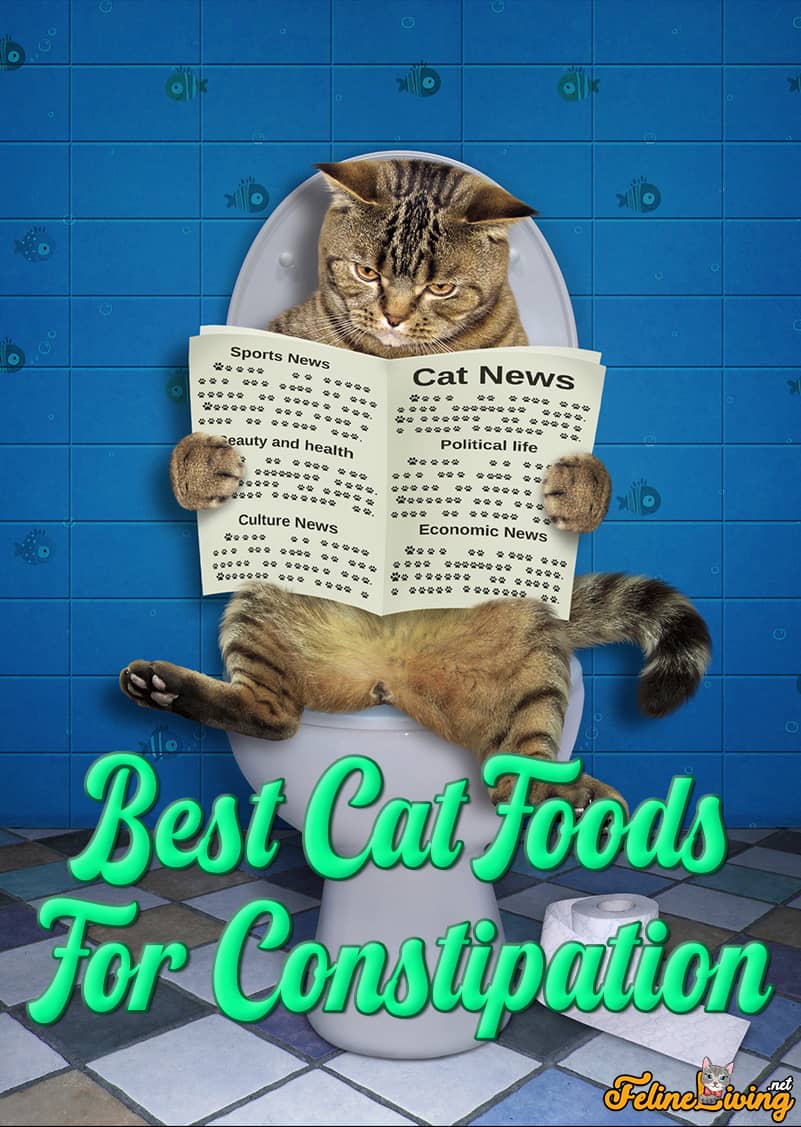 Het beste kattenvoer van 2022 voor constipatie: op darmgezondheid gerichte voeding