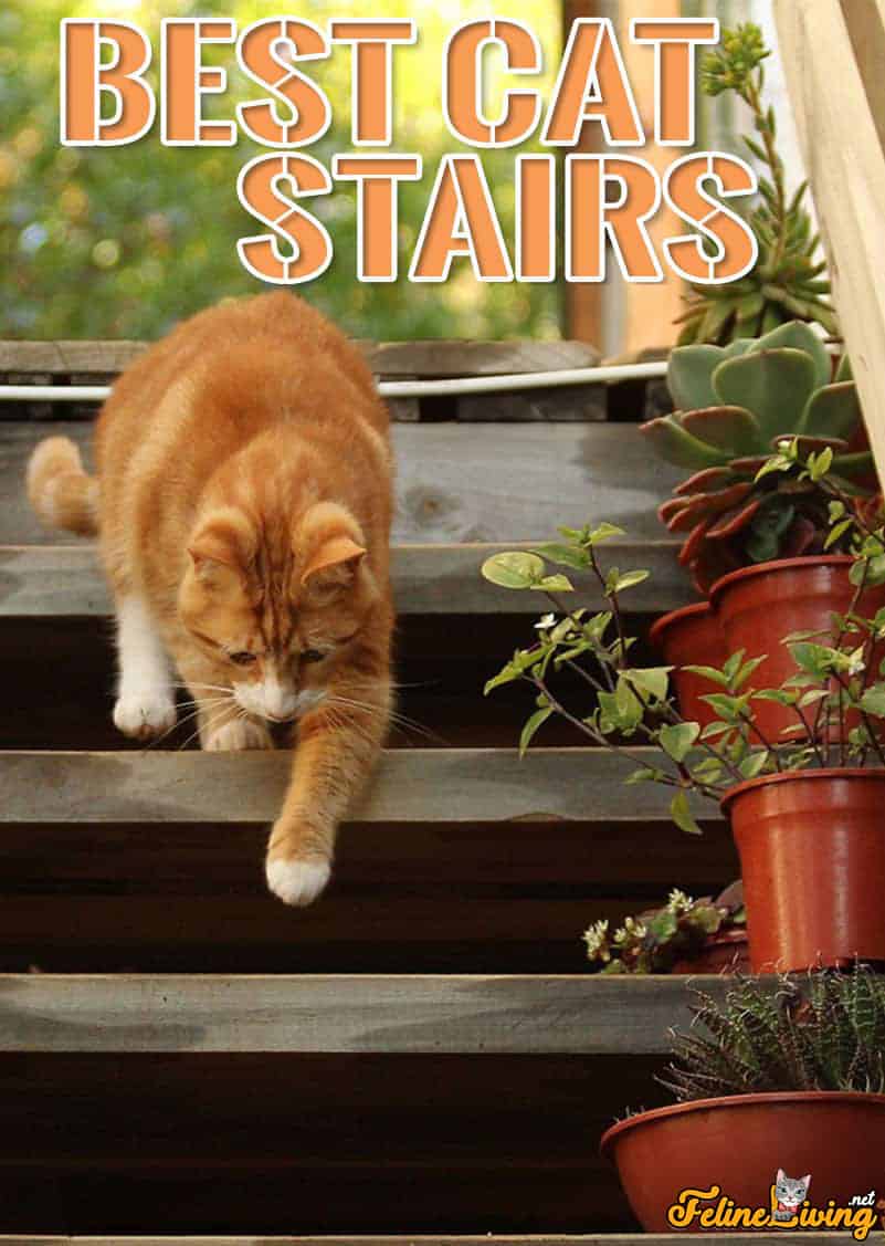 Cat Stairs Beoordelingen 2022: plus stap voor stap doe-het-zelfgids