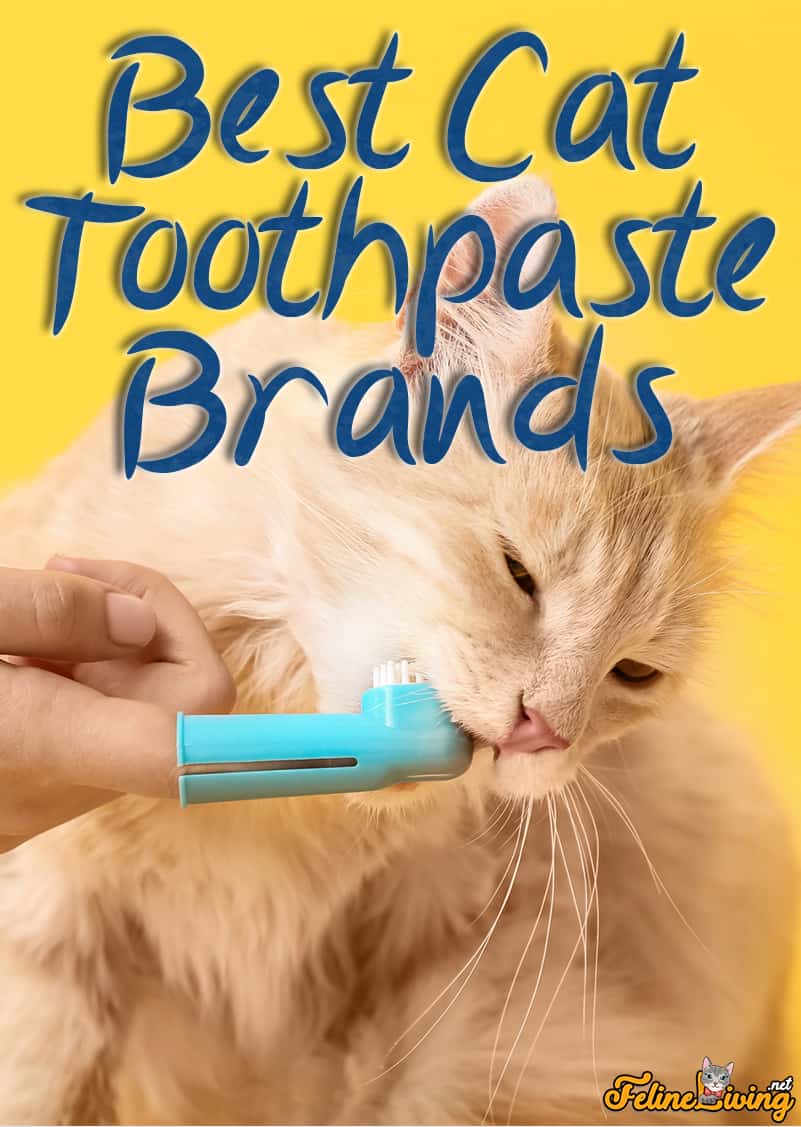 8 Beste kattentandpasta om dit te proberen 2022! Kun je een menselijke tandpasta voor katten gebruiken?