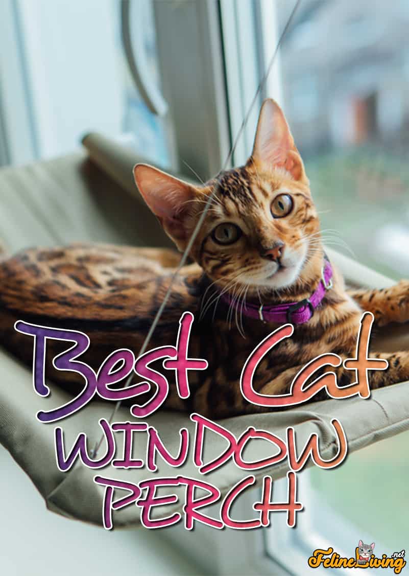 De beste kattenruitbaars van 2022: exclusief voor katachtigen die van comfort houden