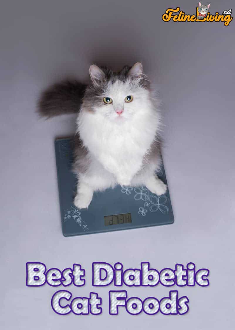 Top 5 Beste diabetische kattenvoeding: kopersgids 2022 Beoordelingen
