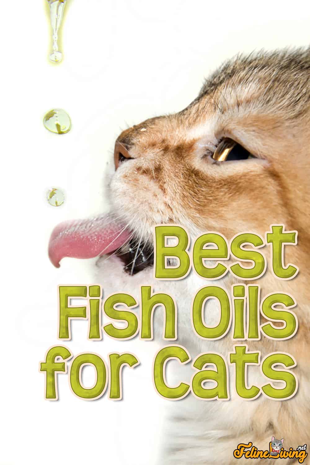 8 Beste visolie voor katten en waar u op moet letten bij het kopen van visolieproducten?