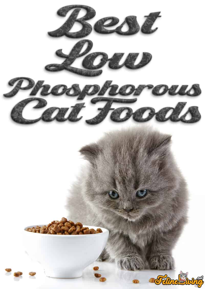 Kattenvoer met een laag fosforgehalte: 5 beste merken voor 2022 onthuld