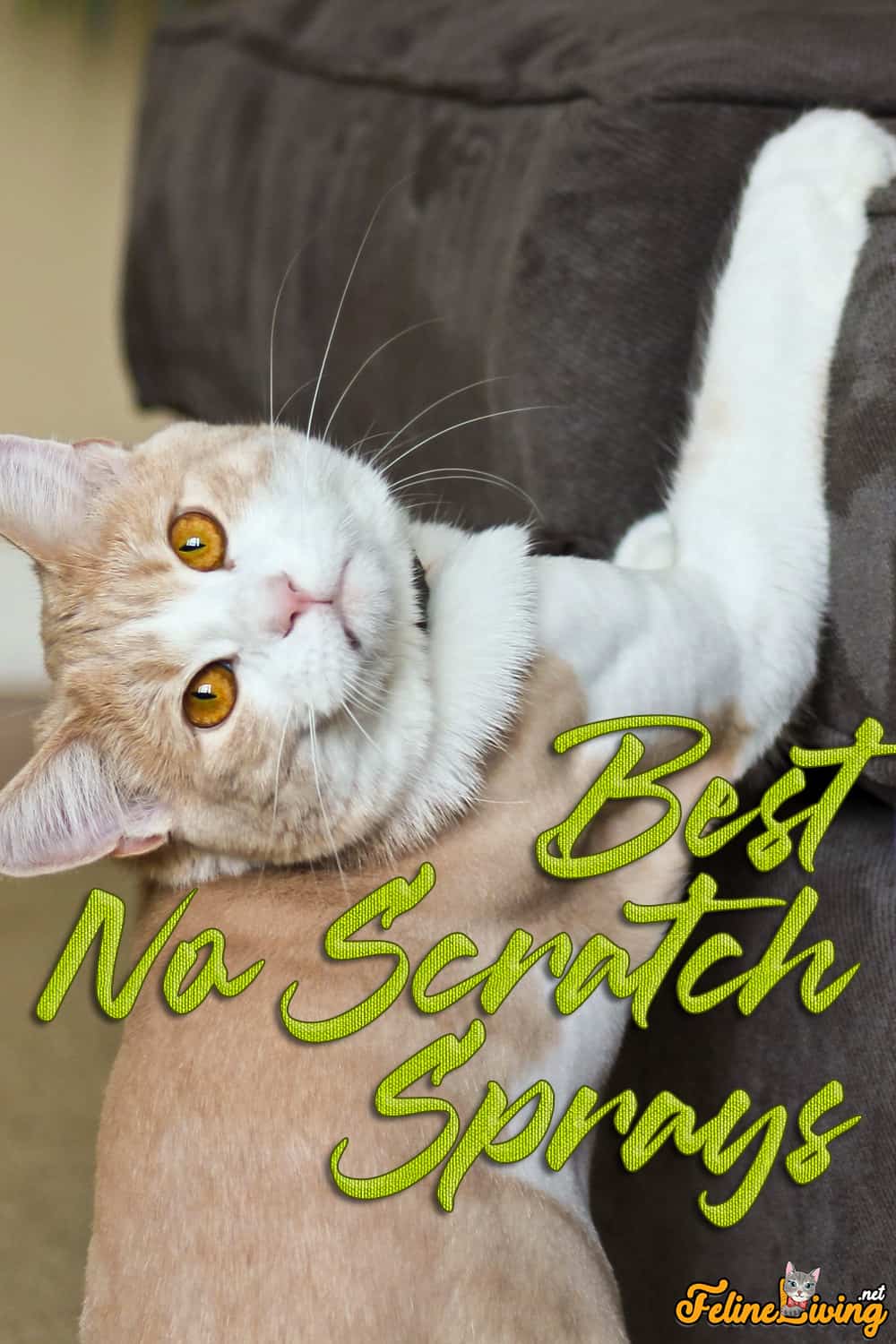 8 Beste No Scratch Spray voor katten in 2022: bewaar nu uw meubels!