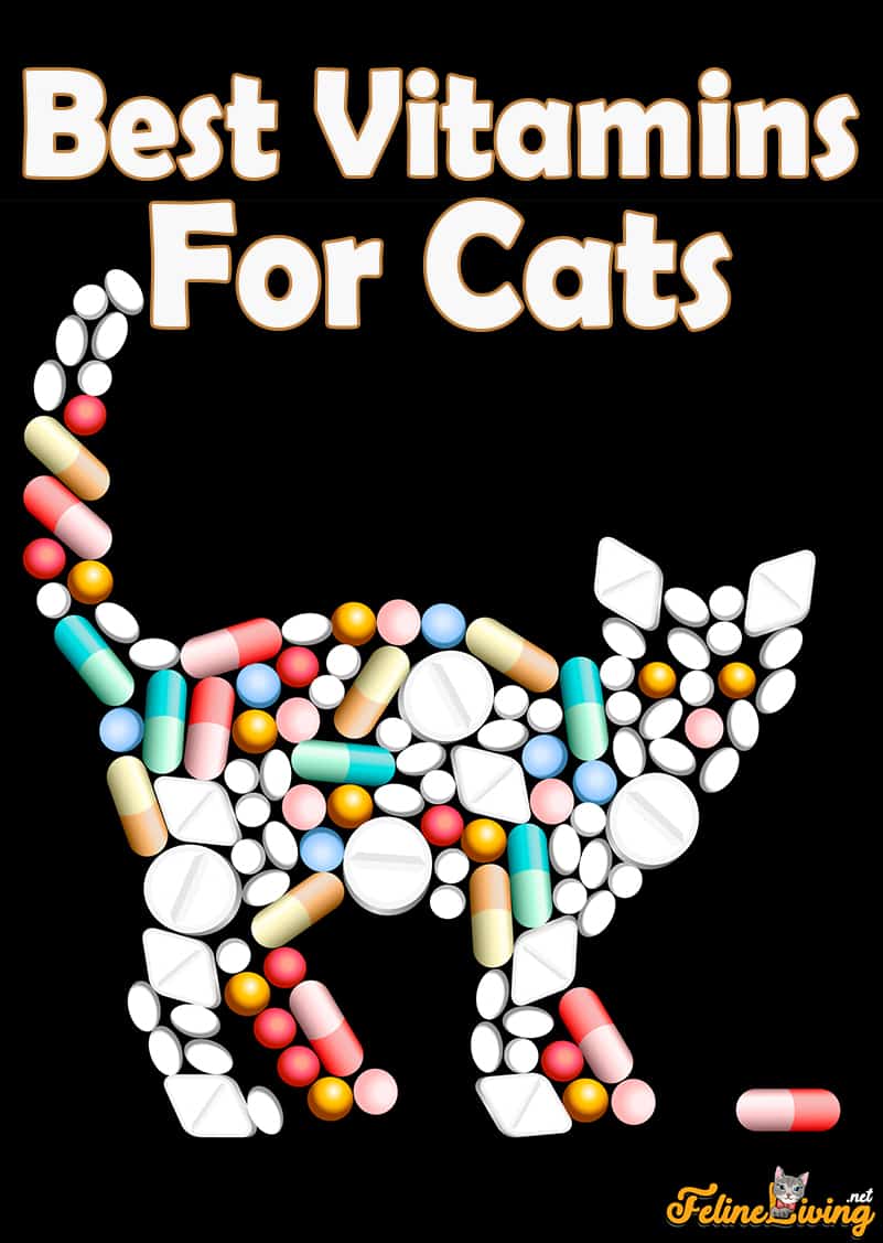 De beste vitamines voor katten in 2022! Maar hebben katten vitamines en supplementen nodig?