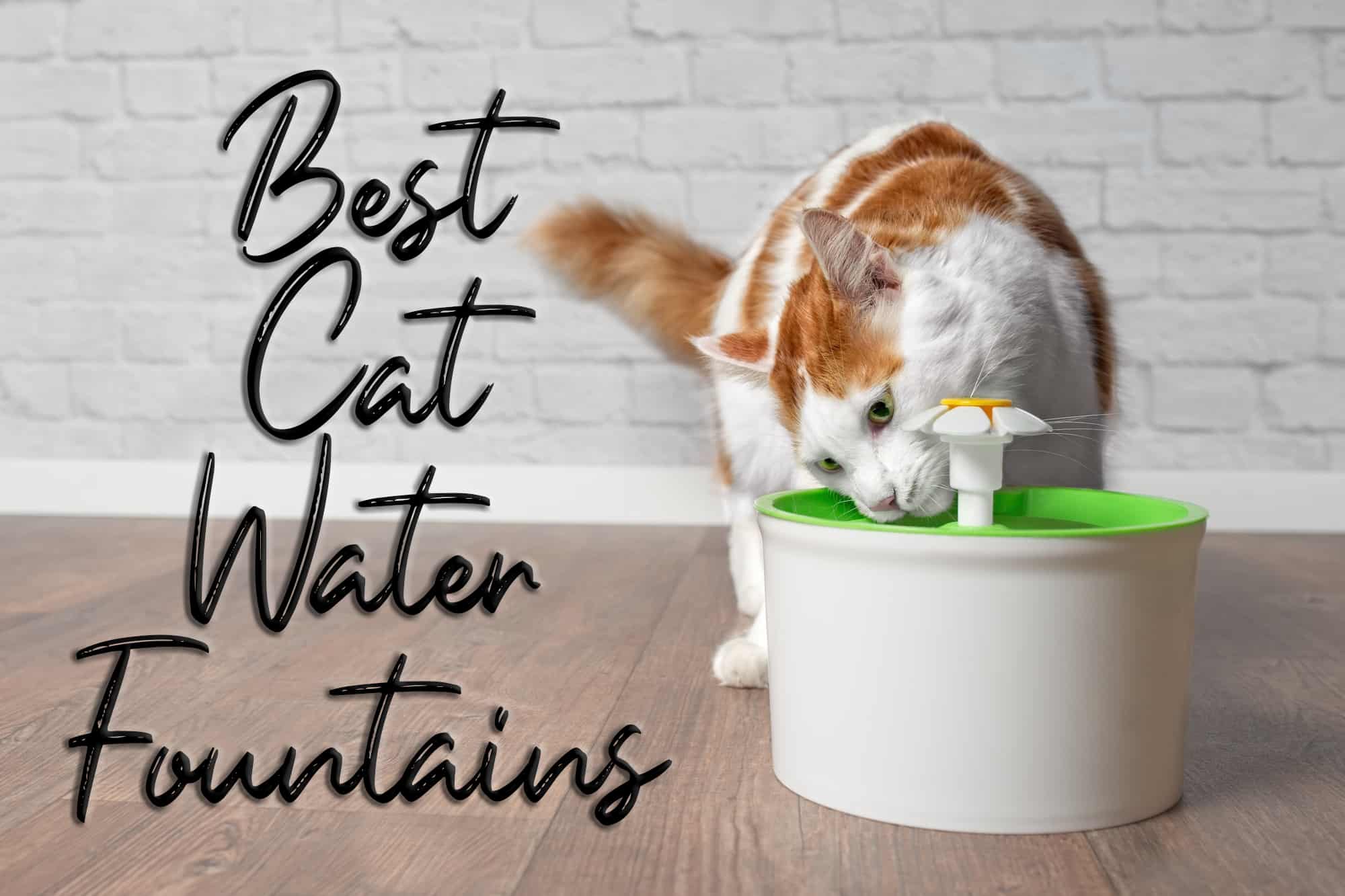 Beste Kattenwaterfonteinen