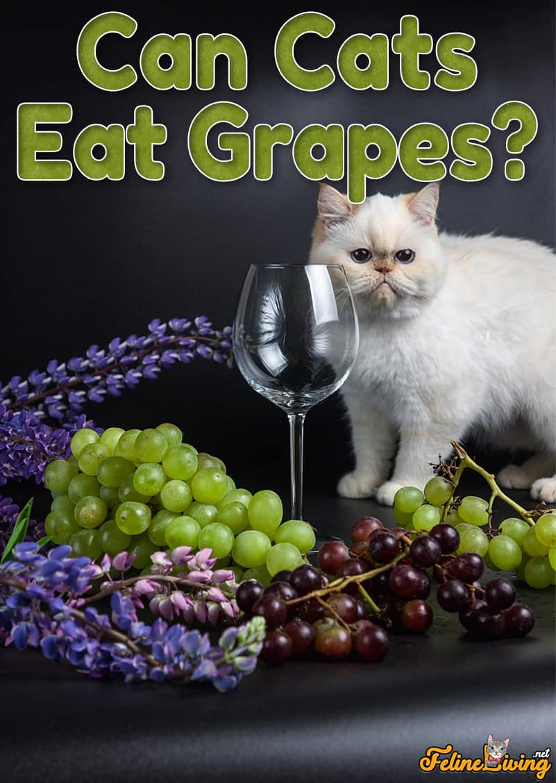 Kunnen katten druiven eten? Zijn druiven gezond of dodelijk?