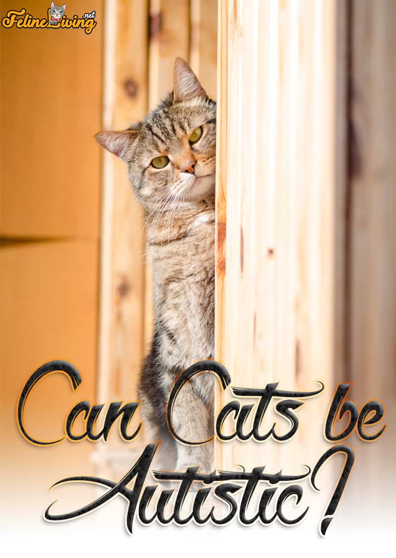 Kunnen katten autistisch zijn? Wat is normaal gedrag van katten?