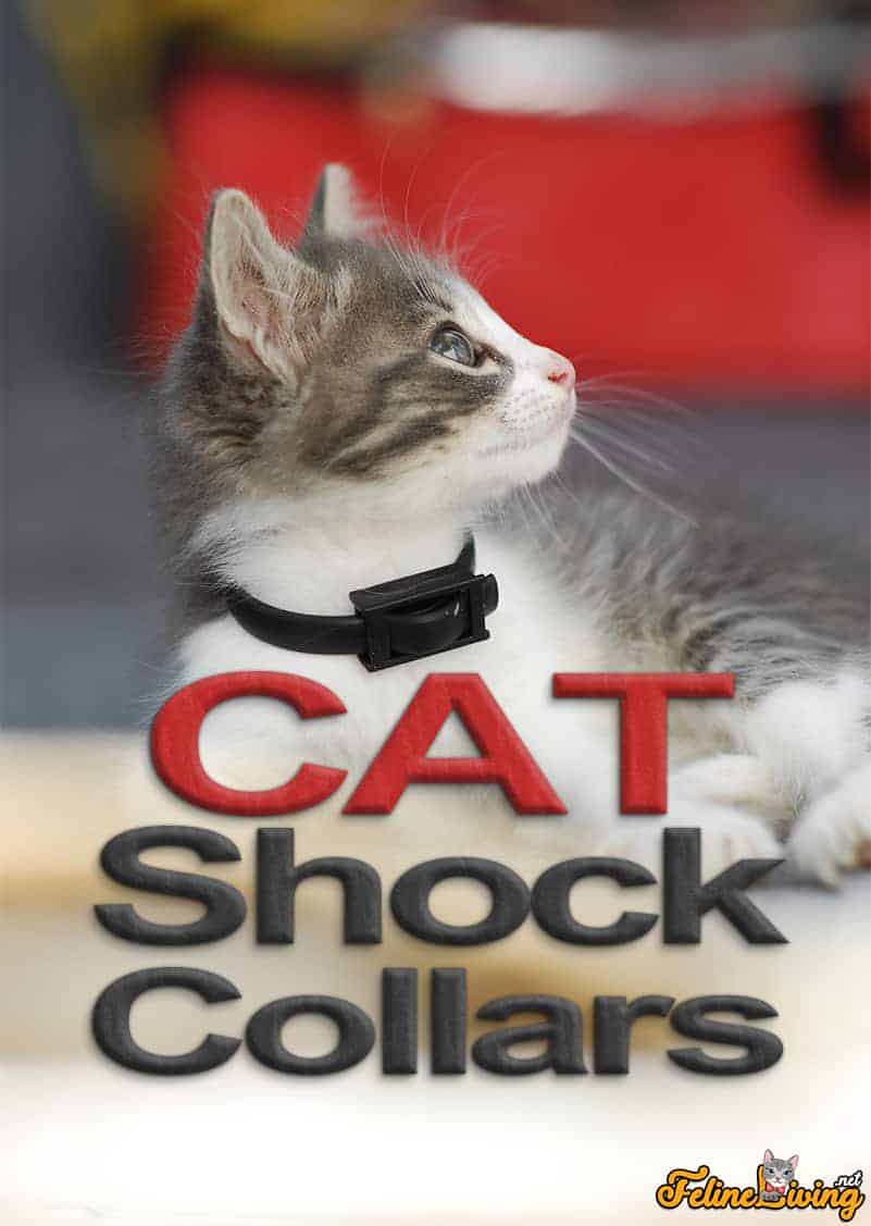Cat shock halsbanden: de beste selectie voor 2022