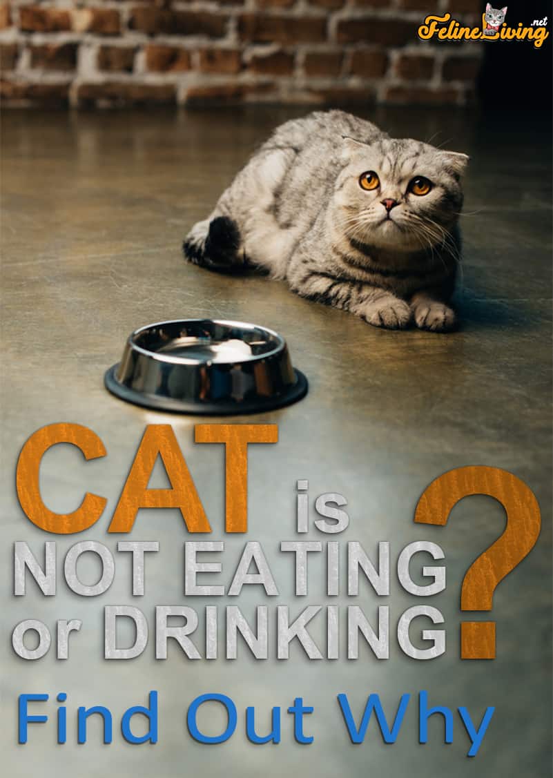 Wat als uw kat niet eet of drinkt