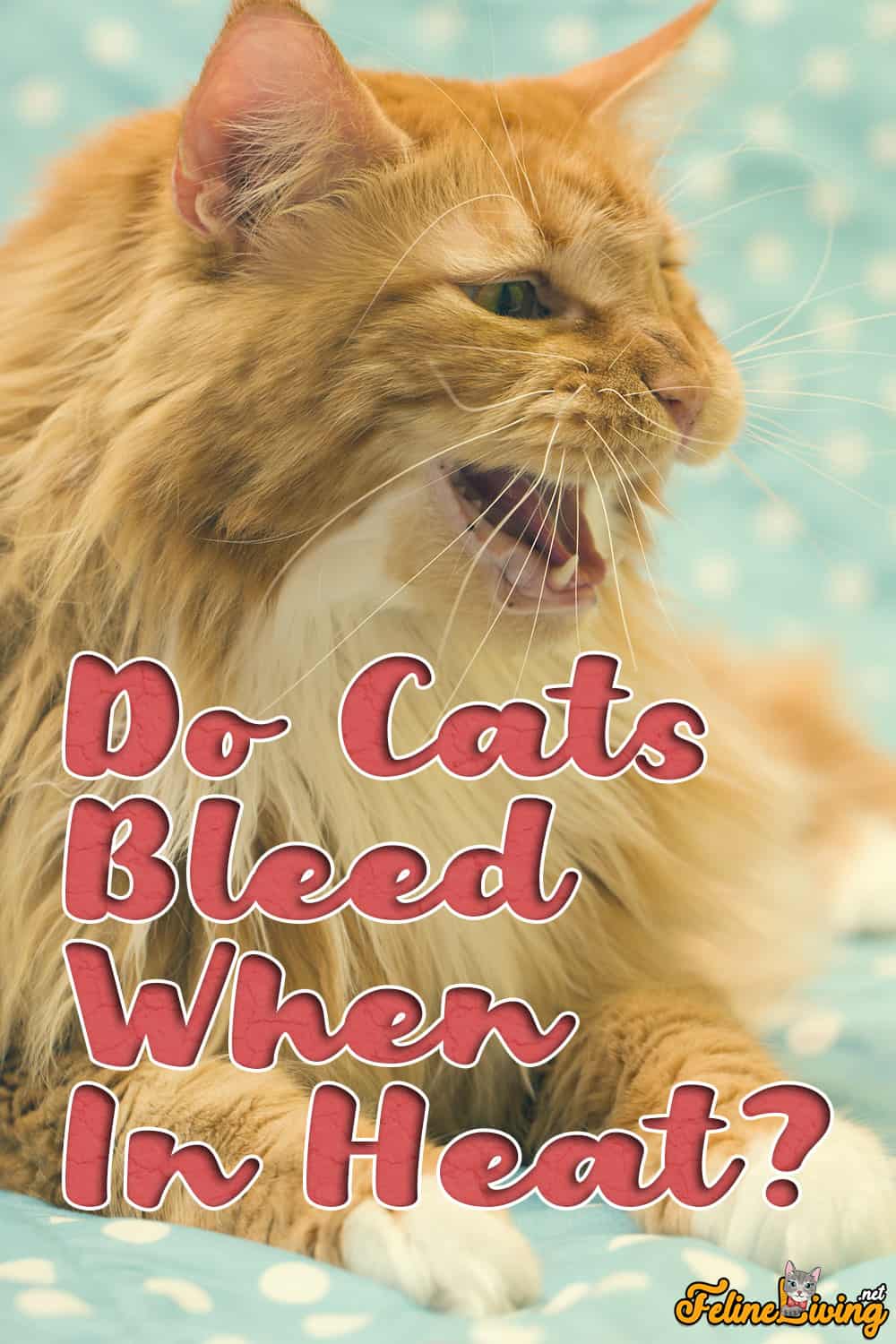 Bloeden katten als ze loops zijn? Cat's Heat Cycle &Bloeden uitgelegd