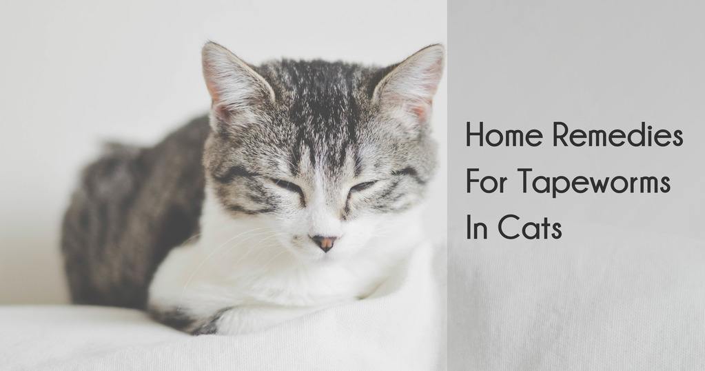 Home Remedies voor lintworm bij katten