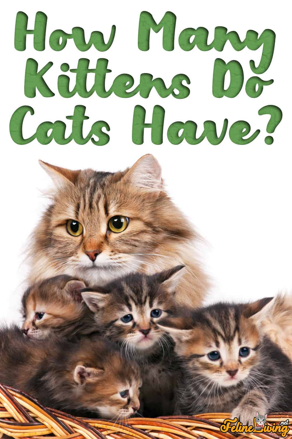 Het is Kitten Seizoen! Hoeveel kittens hebben katten?