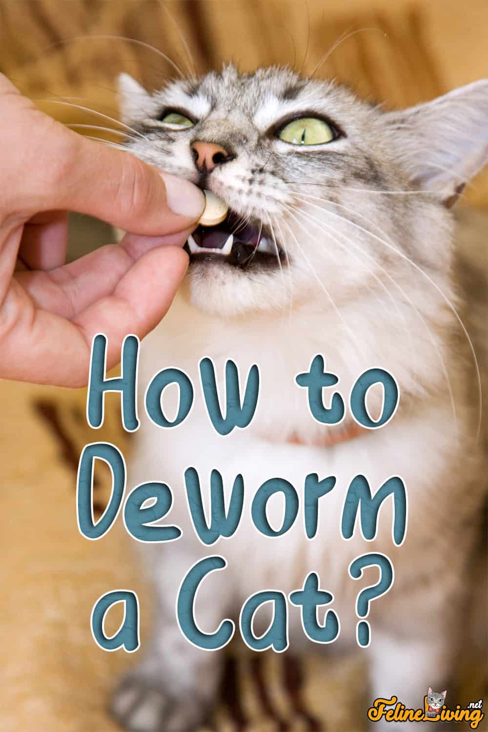 Hoe een kat te ontwormen: alle informatie die u moet weten