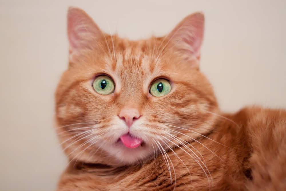 Kat steekt tong uit