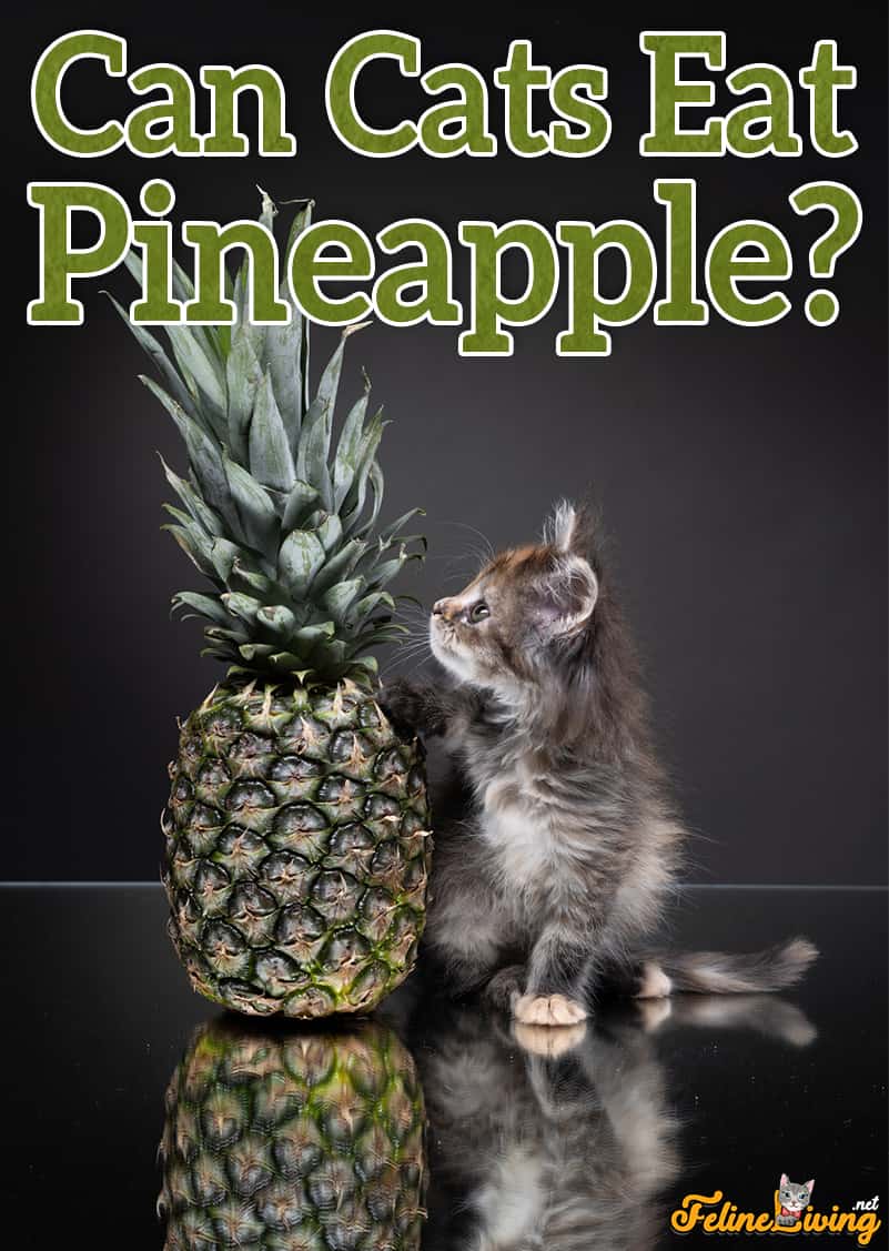 Kunnen katten ananas eten? Is deze vrucht goed of slecht voor je kat?
