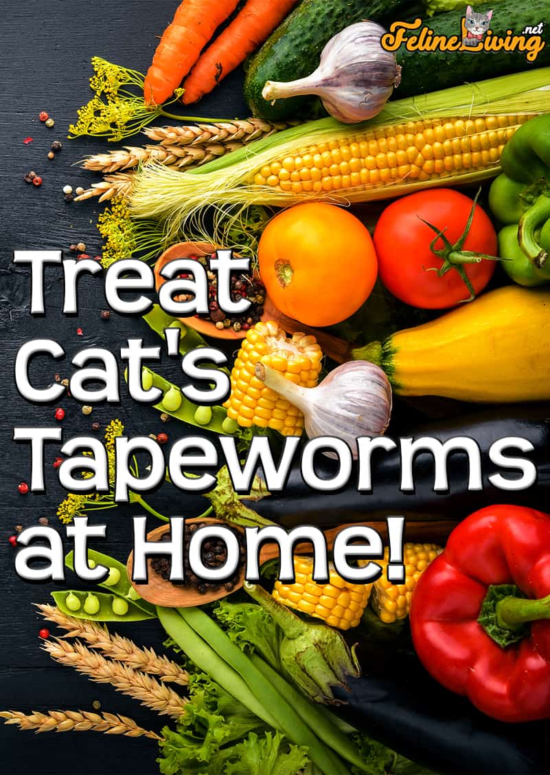 Home Remedies voor lintworm bij katten - Een meer natuurlijke aanpak