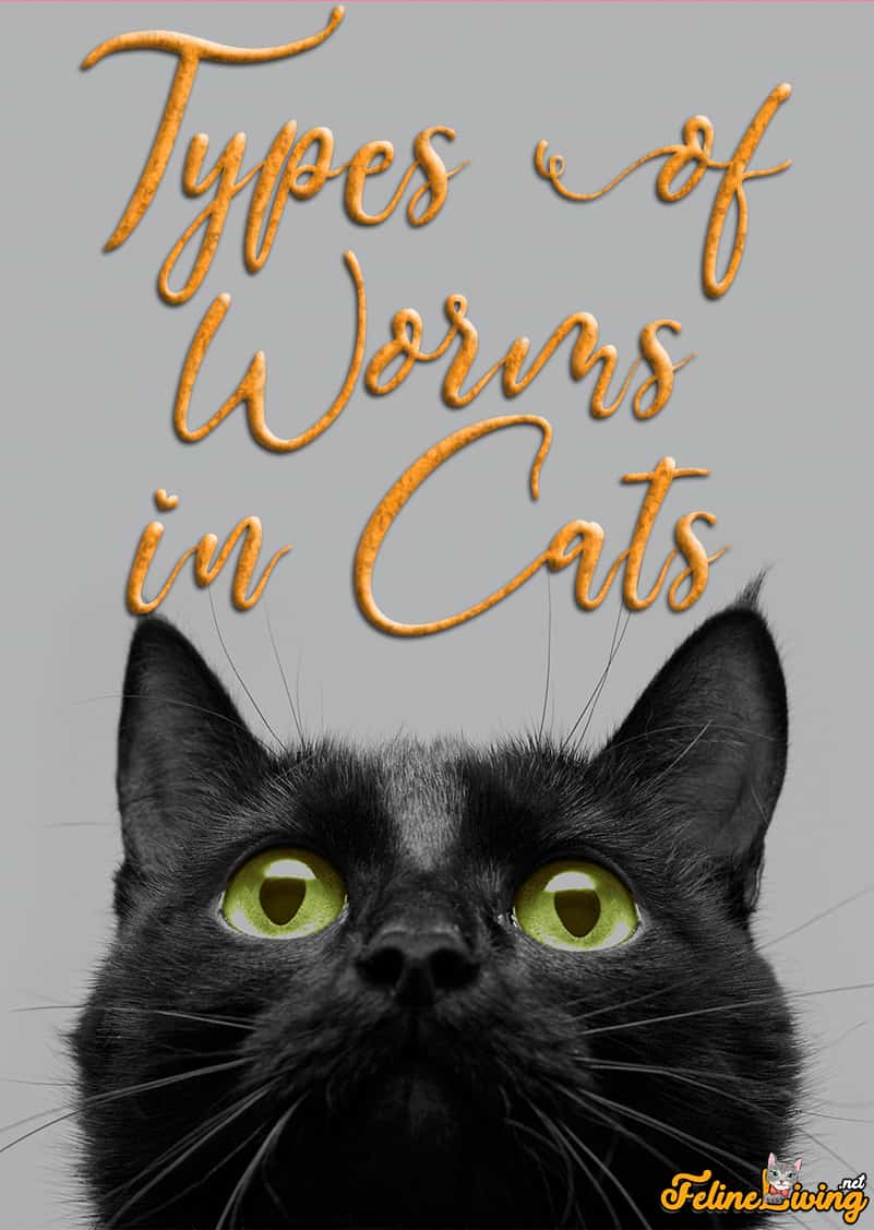 Soorten wormen bij katten en hoe ze te herkennen