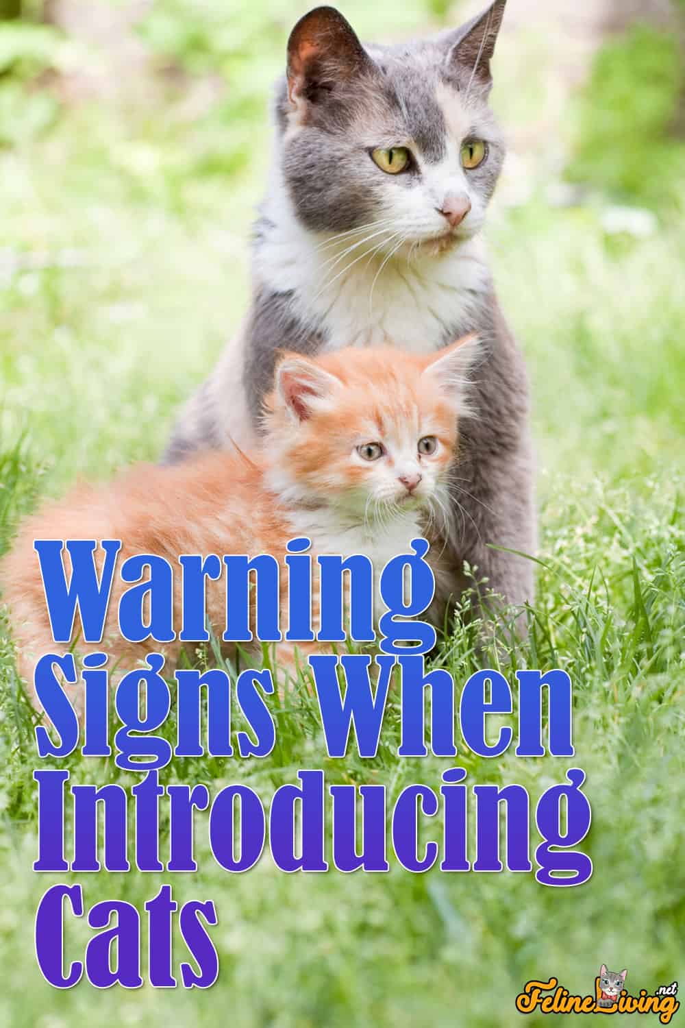 13 waarschuwingssignalen bij het introduceren van katten: tips voor handleidingen en meer!