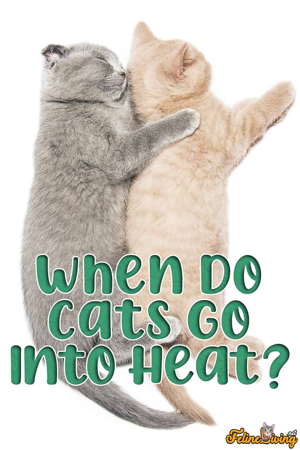 Wanneer worden katten loops en alles wat u moet weten over de warmtecyclus