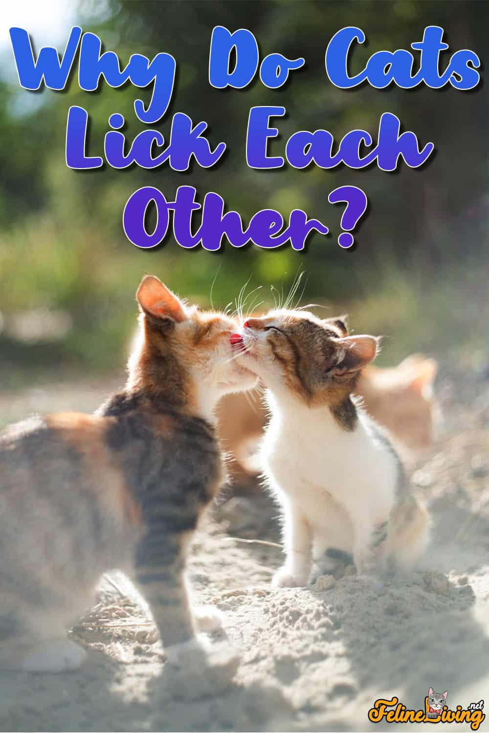 Waarom likken katten elkaar? Sociale verzorging bij katten uitgelegd