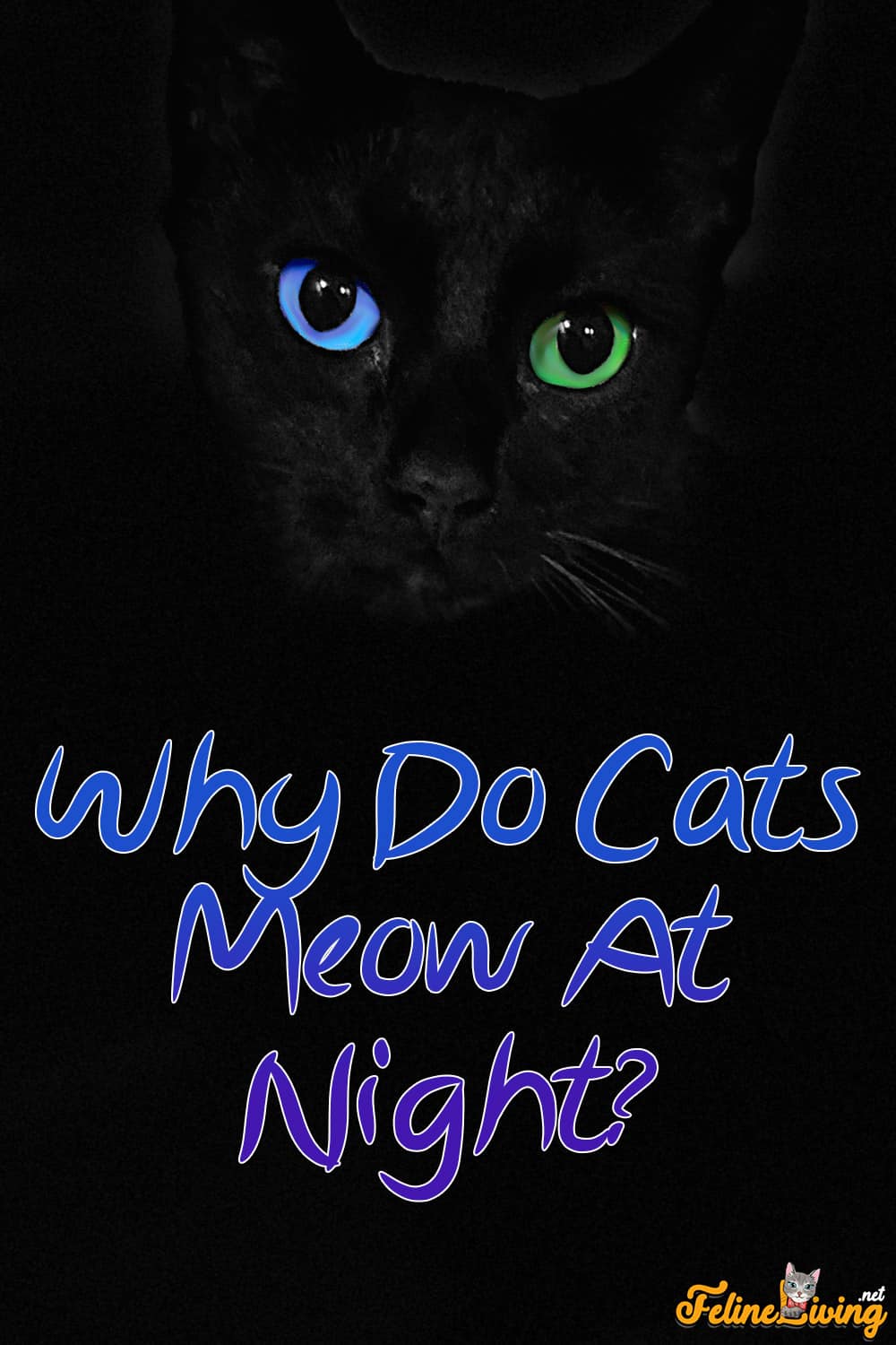 Waarom miauwen katten 's nachts? 8 mogelijke redenen &wat eraan te doen