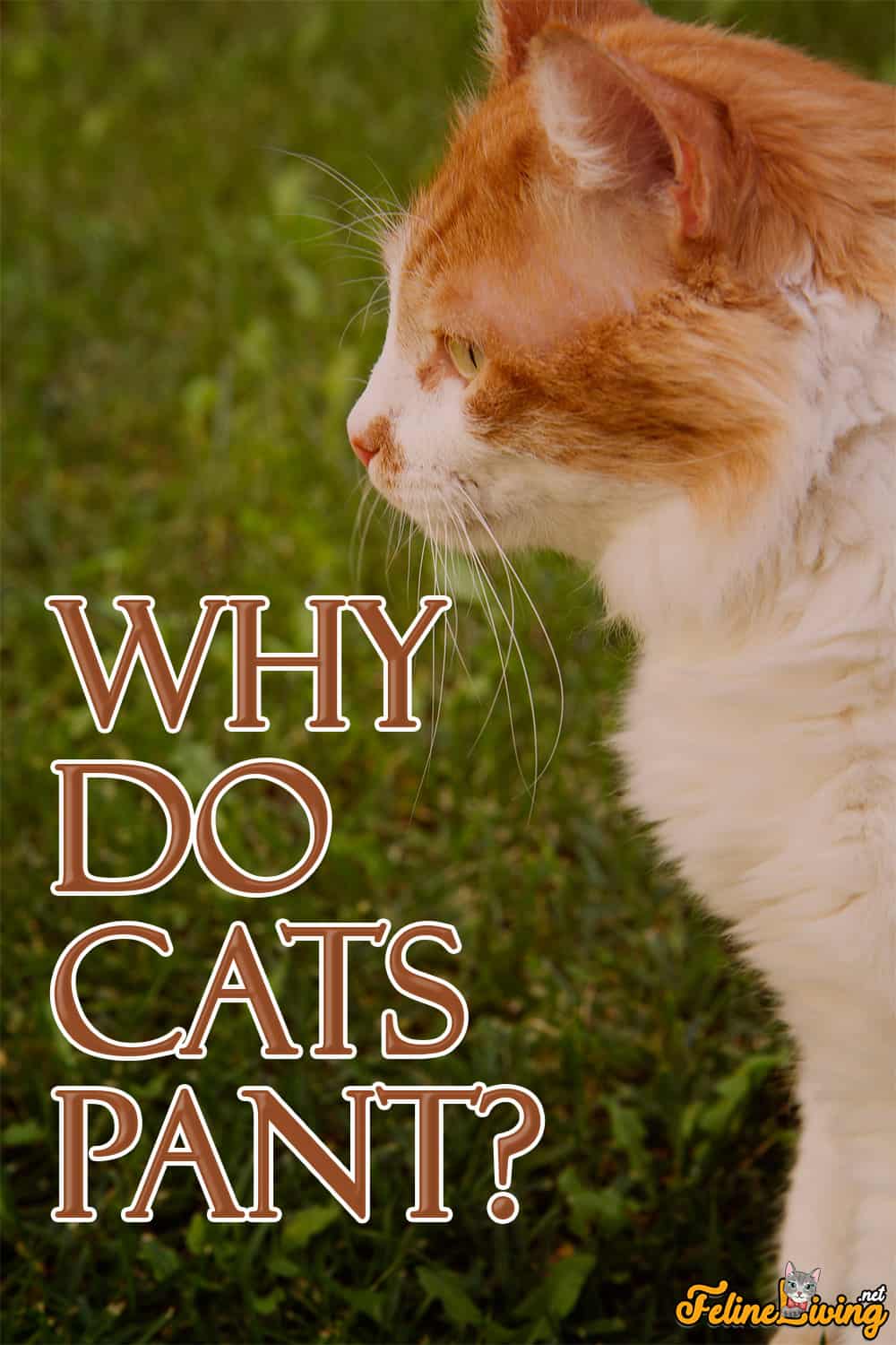 Waarom hijgen katten? 8 Meest voorkomende oorzaken van hijgen bij katachtigen