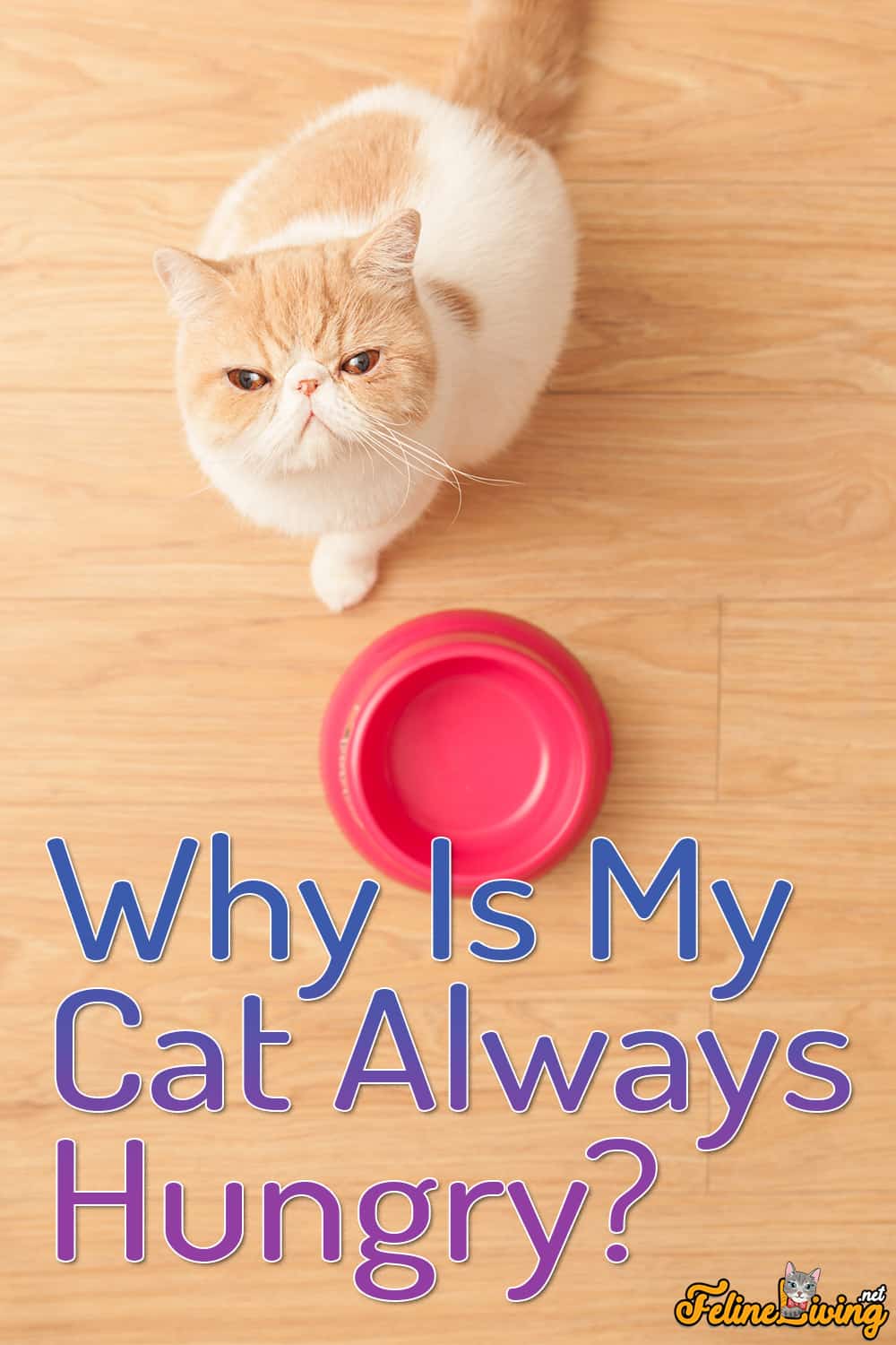 Waarom heeft mijn kat altijd honger? Wat beïnvloedt de eetgewoonten van een kat