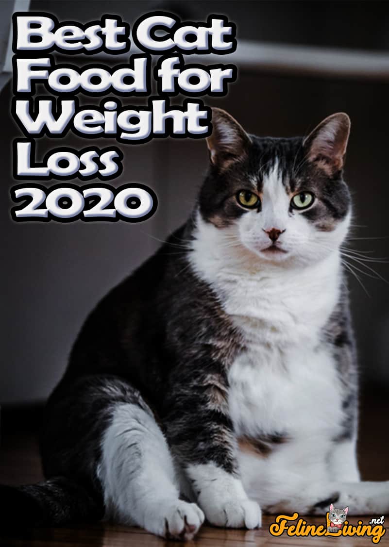 Beste kattenvoer voor gewichtsverlies - Complete kopersgids > beoordelingen 2022