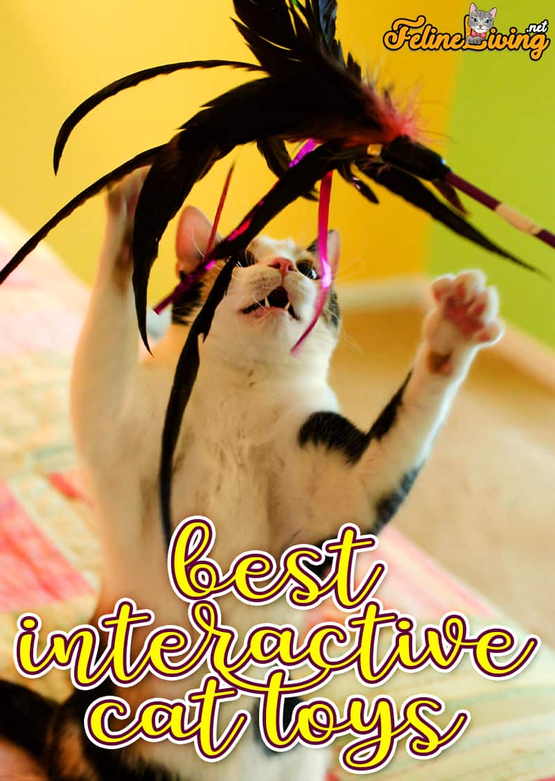 Beste interactieve kattenspeelgoed - Automatisch speelgoed voor uw kat!