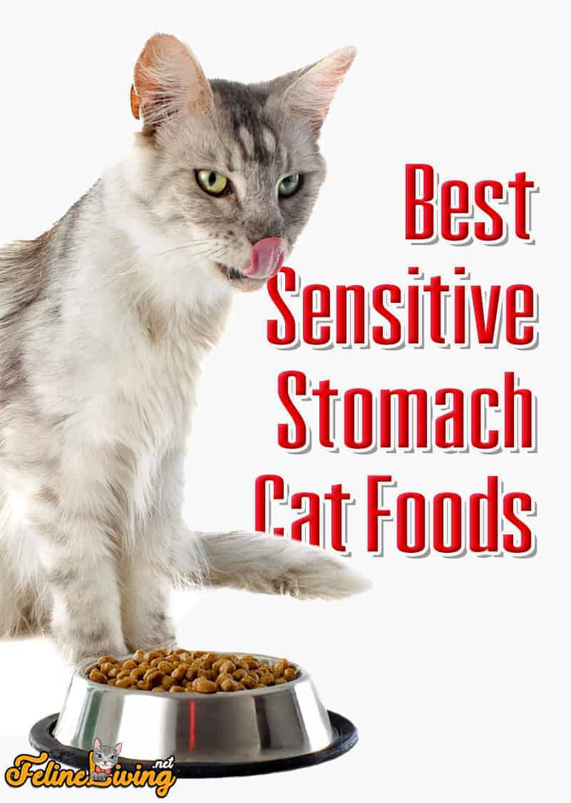 Sensitive Stomach Cat Food: 5 beste merken voor 2022 onthuld!