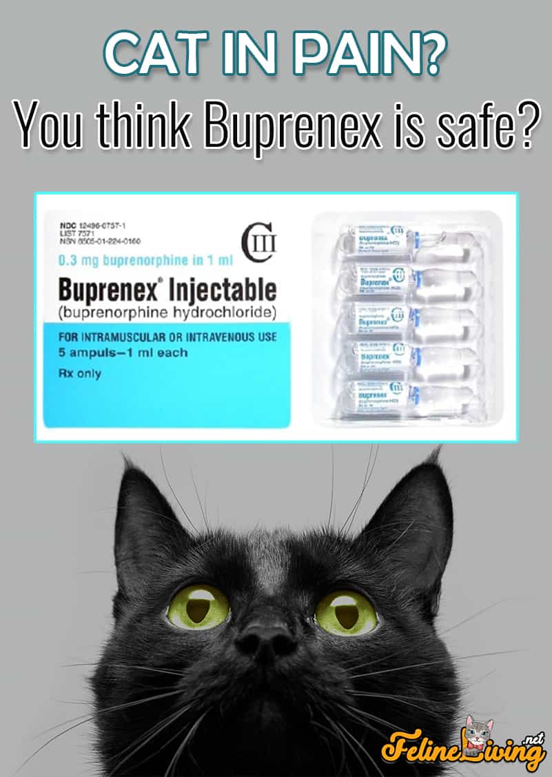 Buprenex voor katten – Gebruik, dosering en bijwerkingen
