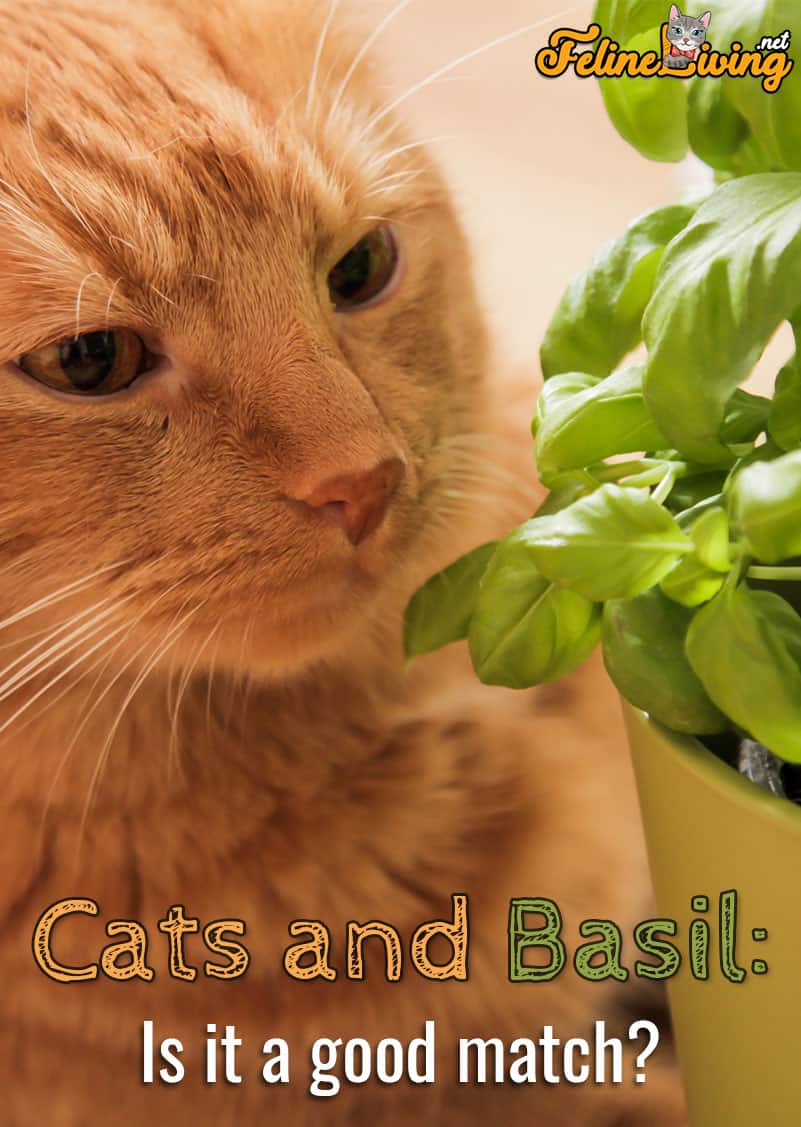 Kunnen katten basilicum eten? Alles wat u moet weten