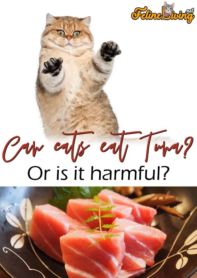 Kunnen katten tonijn eten? Waarom het schadelijk kan zijn voor je kat ...