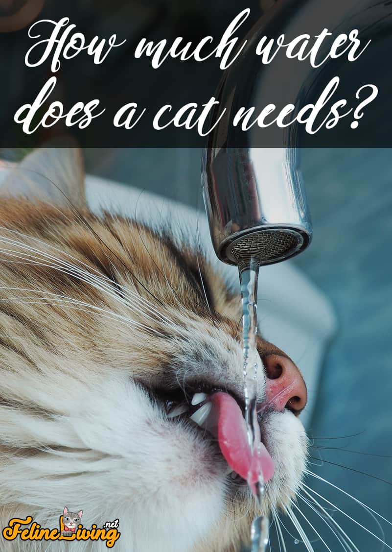 Hoeveel water heeft een kat nodig? Hoe krijg je haar zover dat ze meer drinkt?
