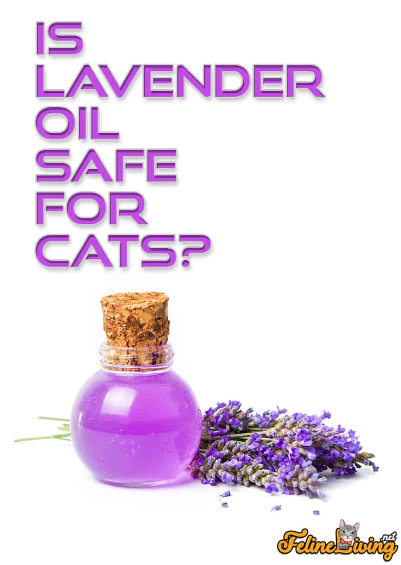 Is lavendelolie veilig voor katten? De gevaren van lavendel voor katten