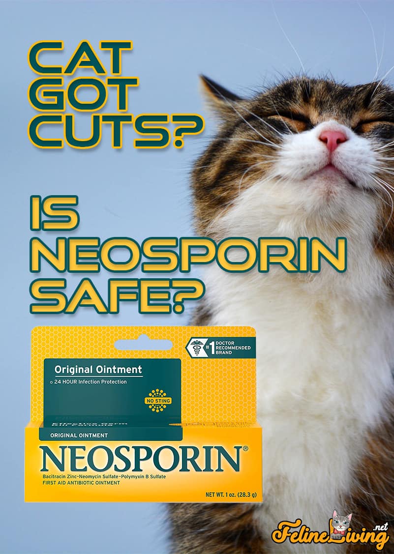 Neosporine op Katten? Is het veilig? Feiten en richtlijnen